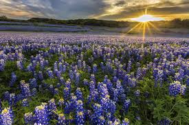 MULESHOE BEND (BLUEBONNETS)